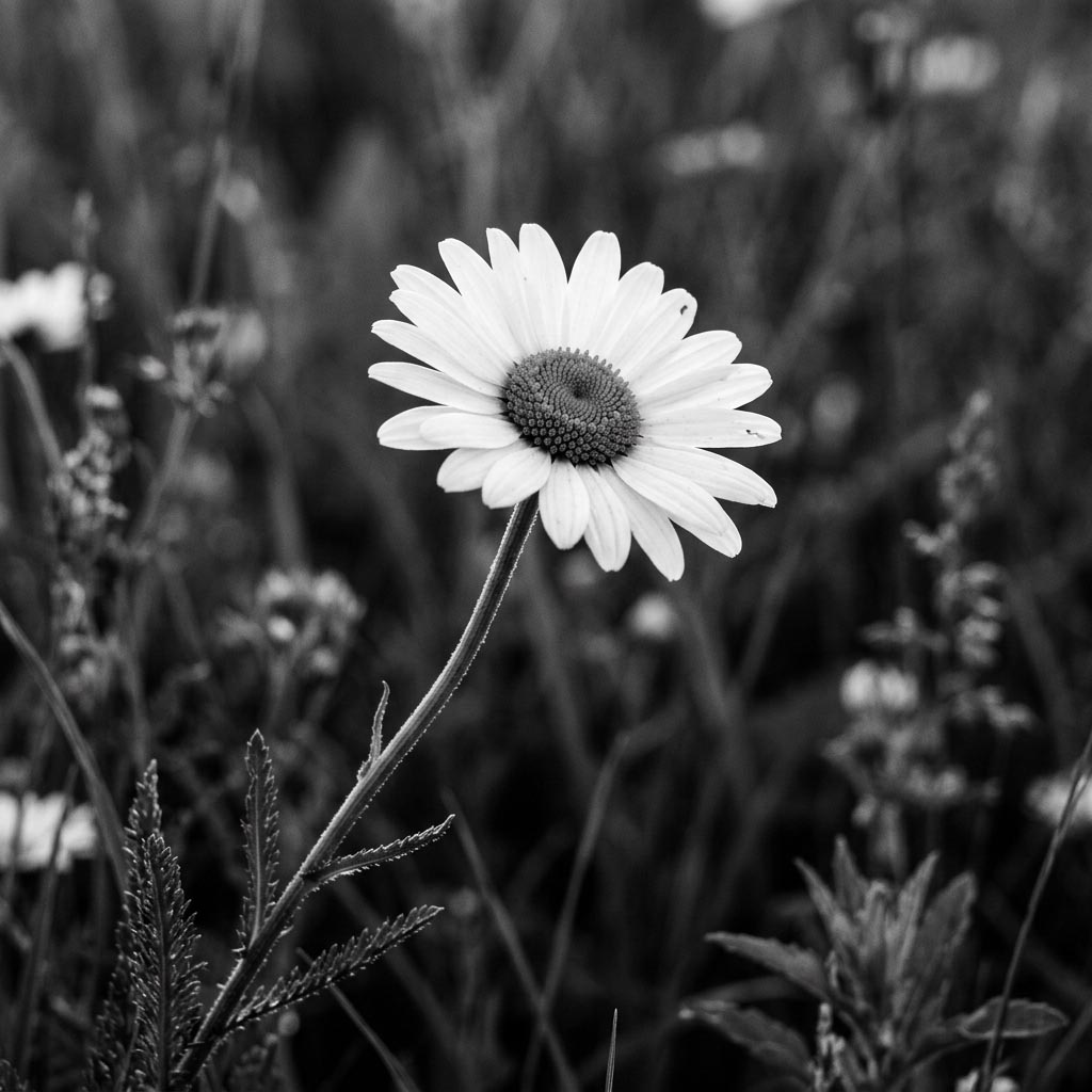 Une marguerite, comme pour effeuiller « je t'aime »